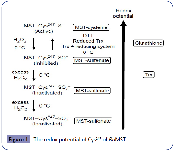 cellular-molecular-medicine-Brain-sections-deficient