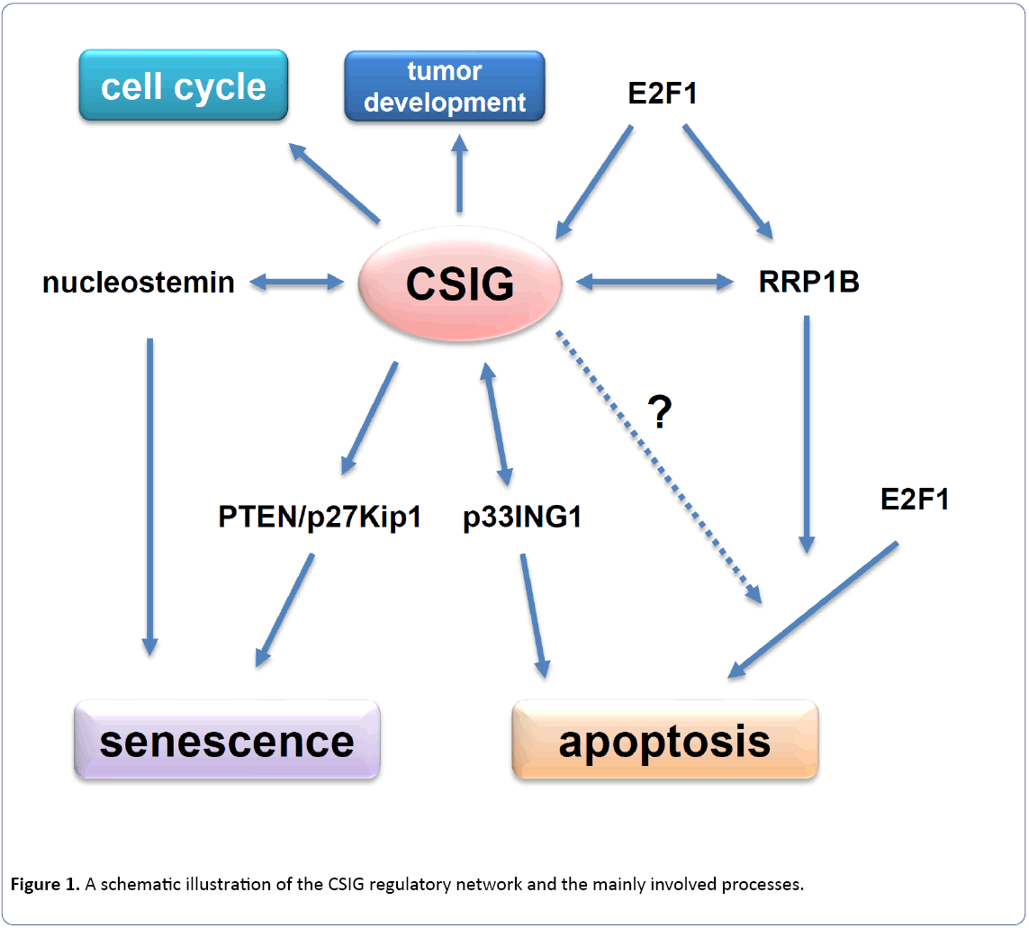 cellular-molecular-medicine-CSIG-regulatory