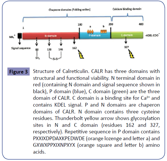 cellular-molecular-medicine-Structure-Calreticulin-domains