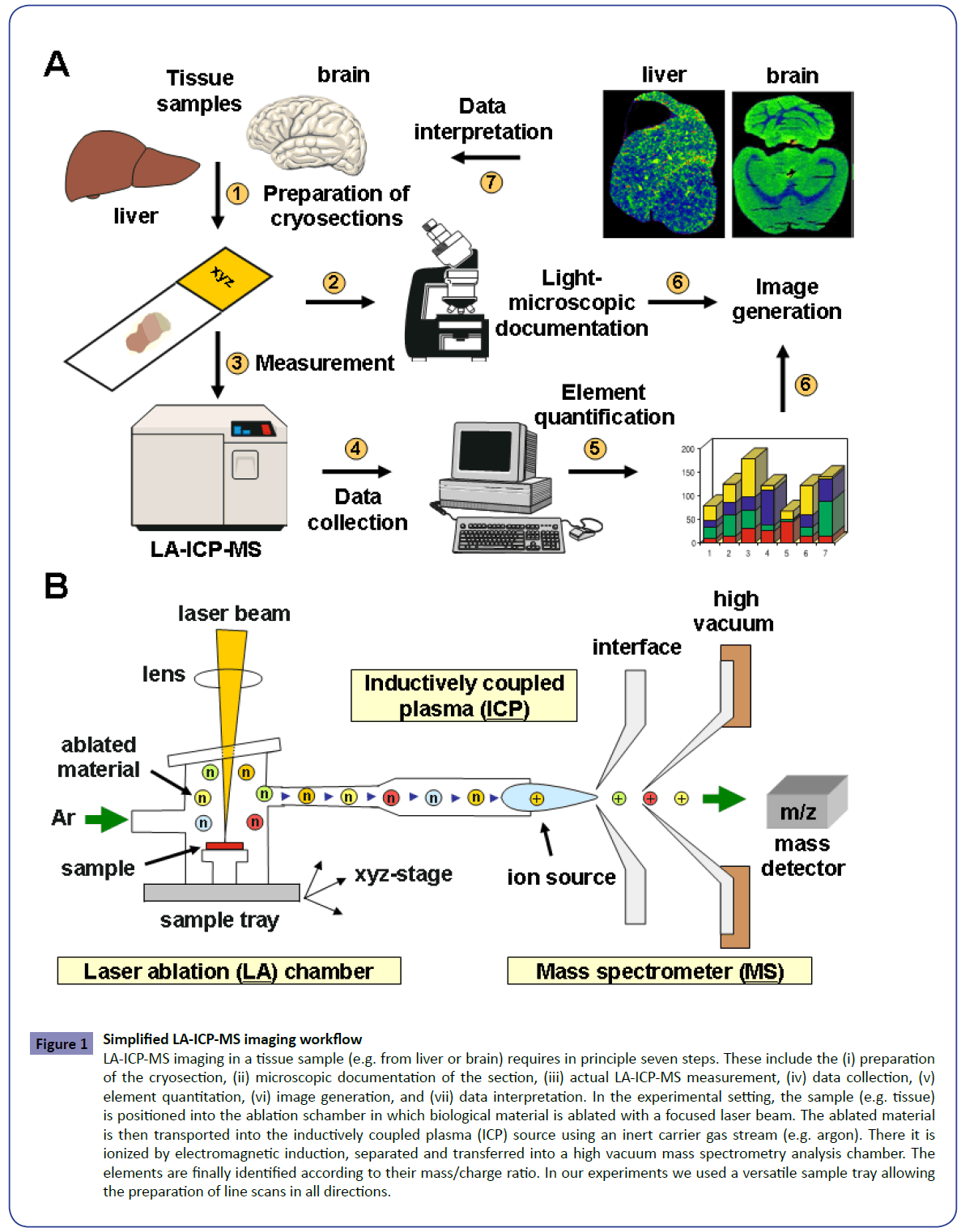 cellular-molecular-medicine-imaging-sample-liver