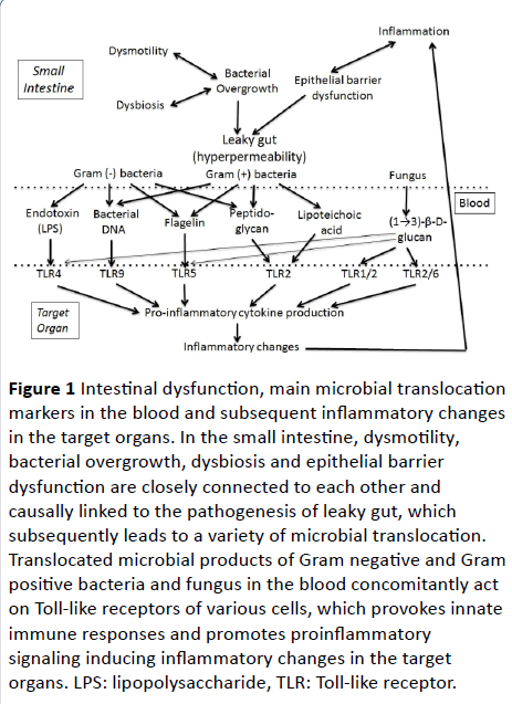 cellular-molecular-medicine-microbial-translocation