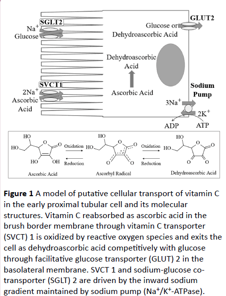 cellular-molecular-medicine-putative-cellular-transport