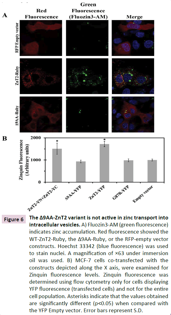 cellular-molecular-medicine-transport-intracellular